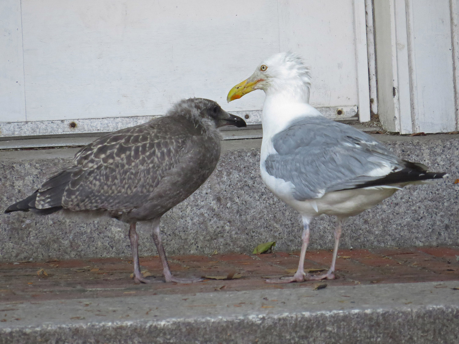 Gull 1500 7-17-2016 176P.jpg