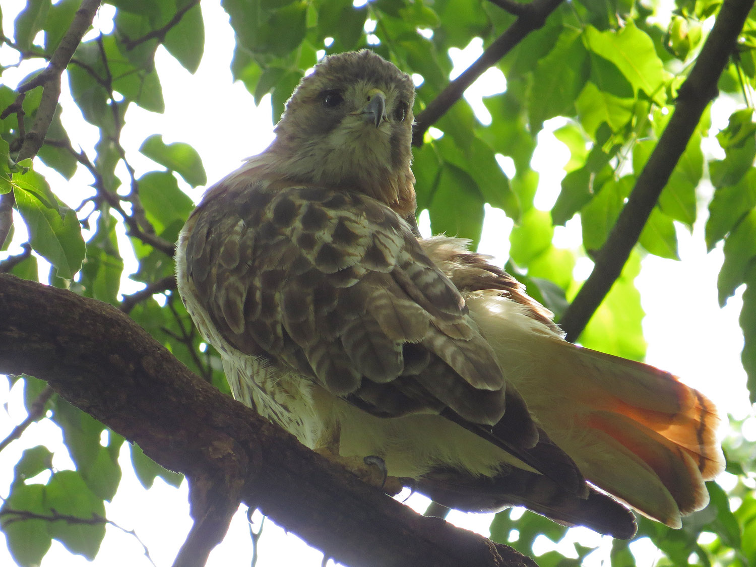 Pale Male 1500 9-10-2016 059P.jpg