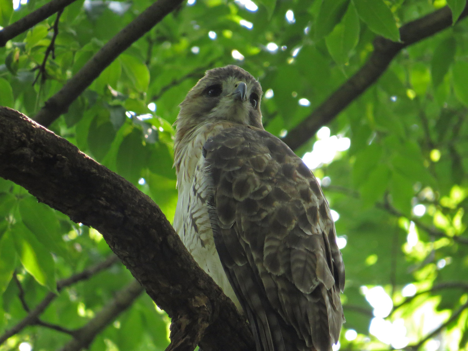 Pale Male 1500 9-10-2016 070P.jpg