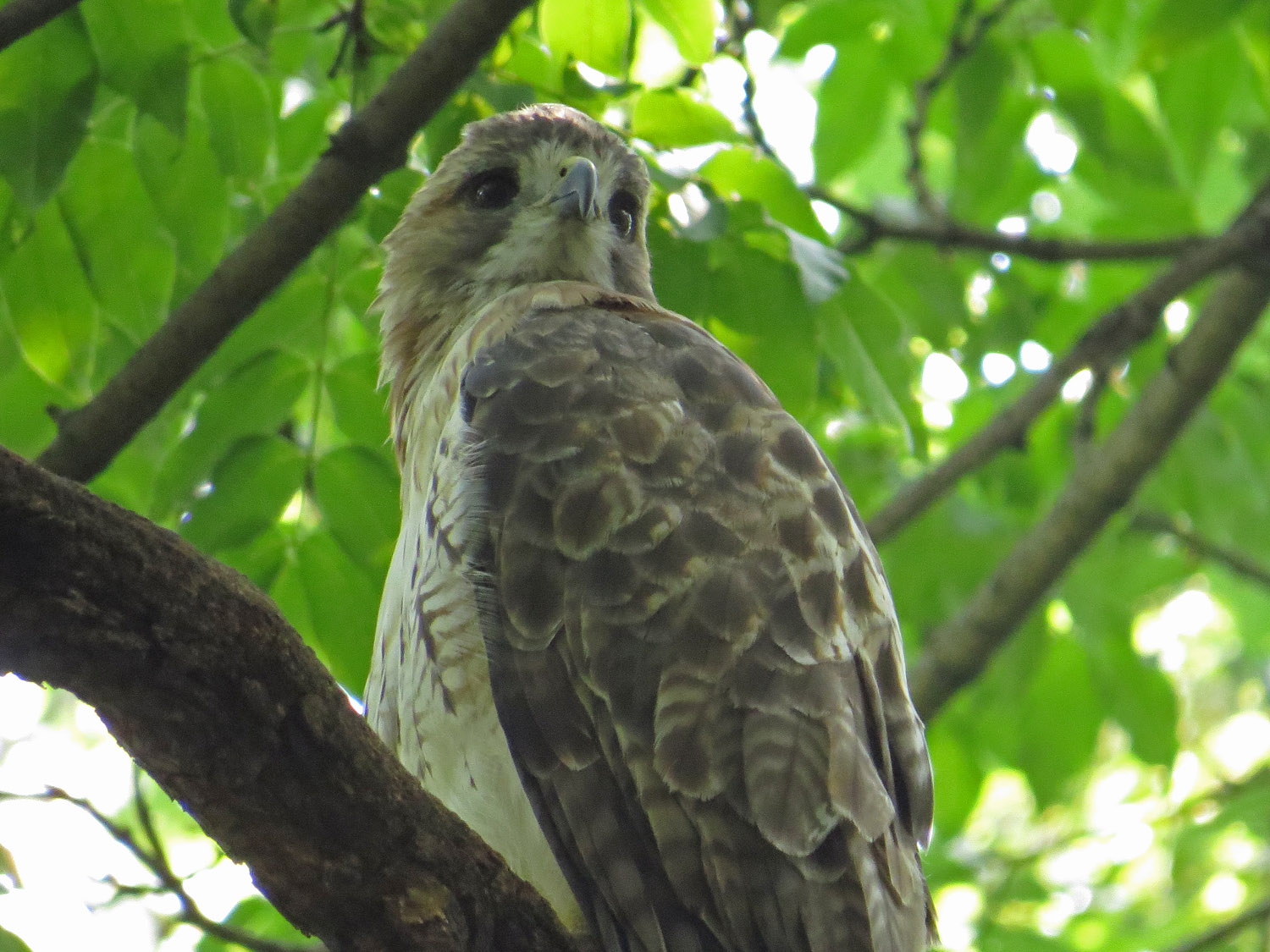 Pale Male 1500 9-10-2016 076P.jpg