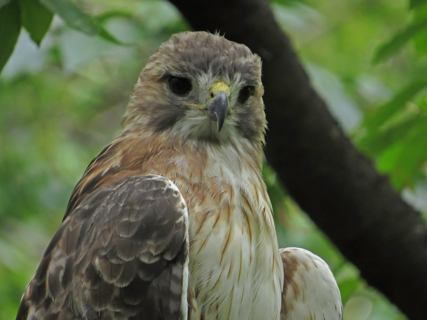 Pale Male 1500 9-9-2016 180P.jpg