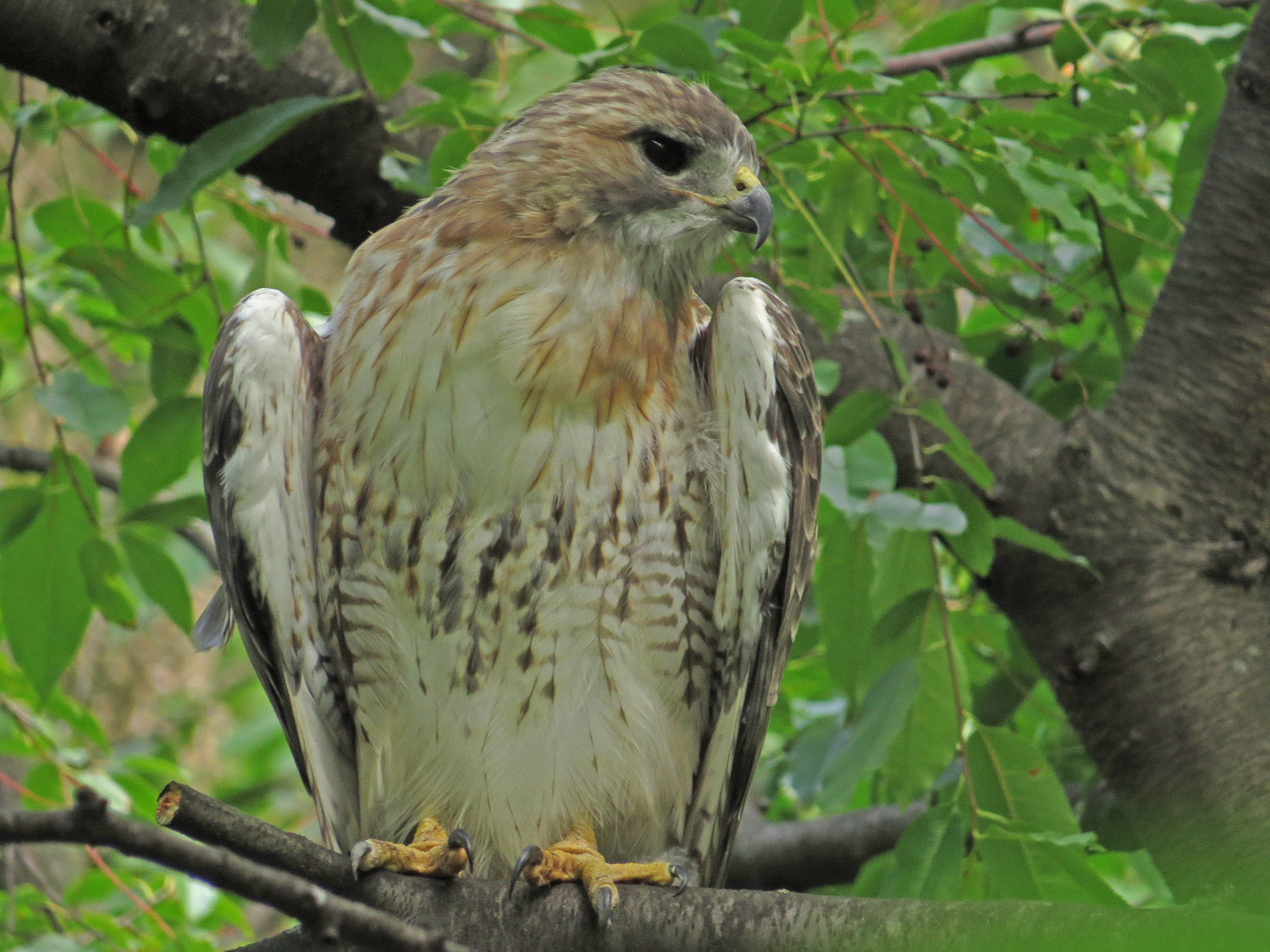 Pale Male 1500 9-9-2016 154P.jpg