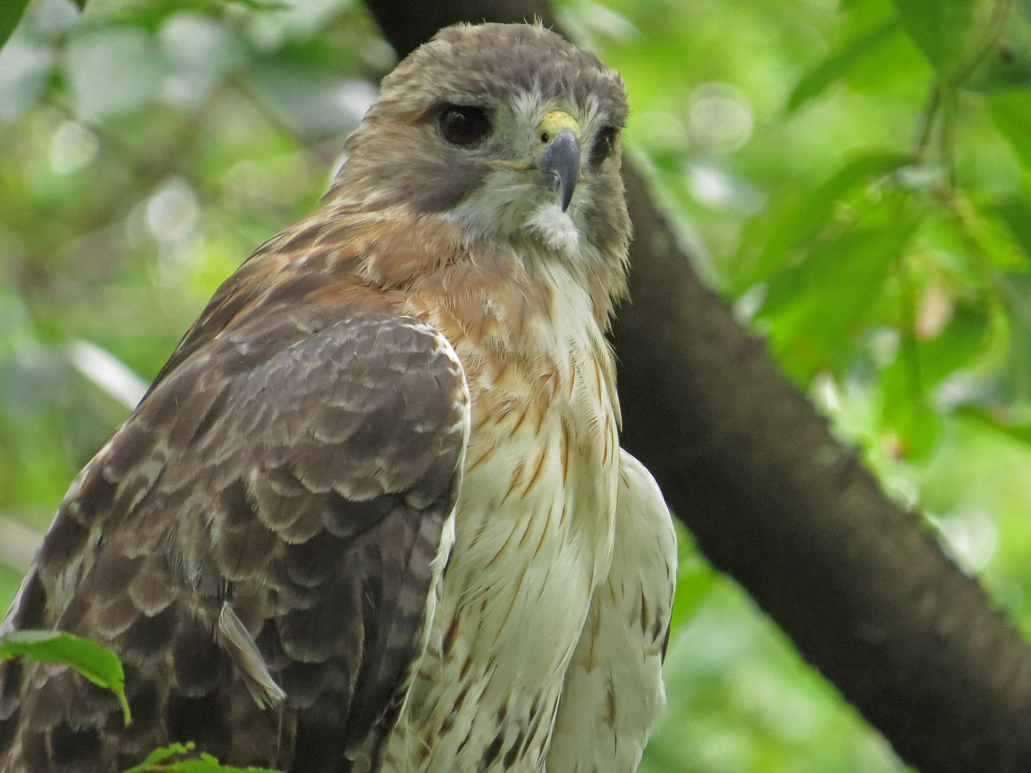 Pale Male 1500 9-9-2016 207PP.jpg