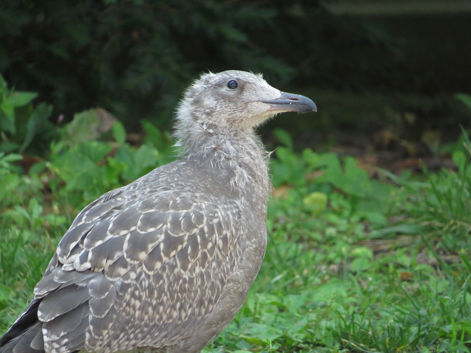 Gull 1500 7-17-2016 179P.jpg