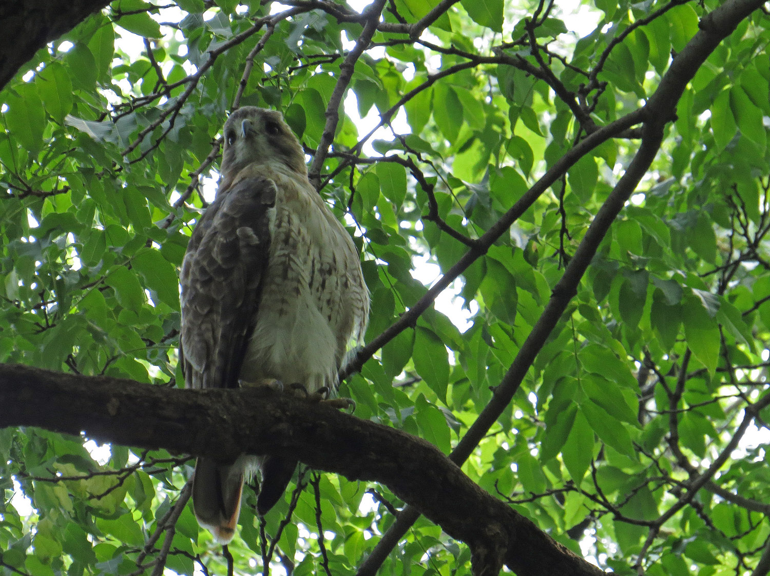 Pale Male 1500 9-10-2016 052P.jpg