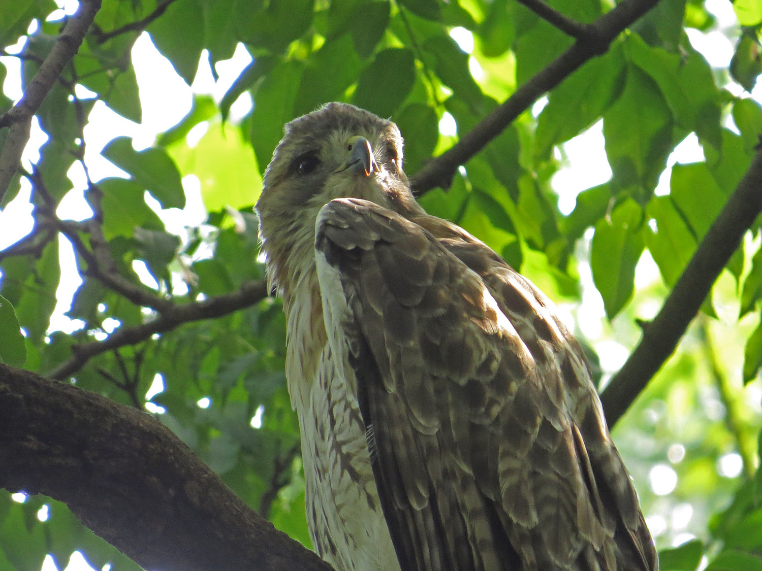 Pale Male 1500 9-10-2016 064P.jpg