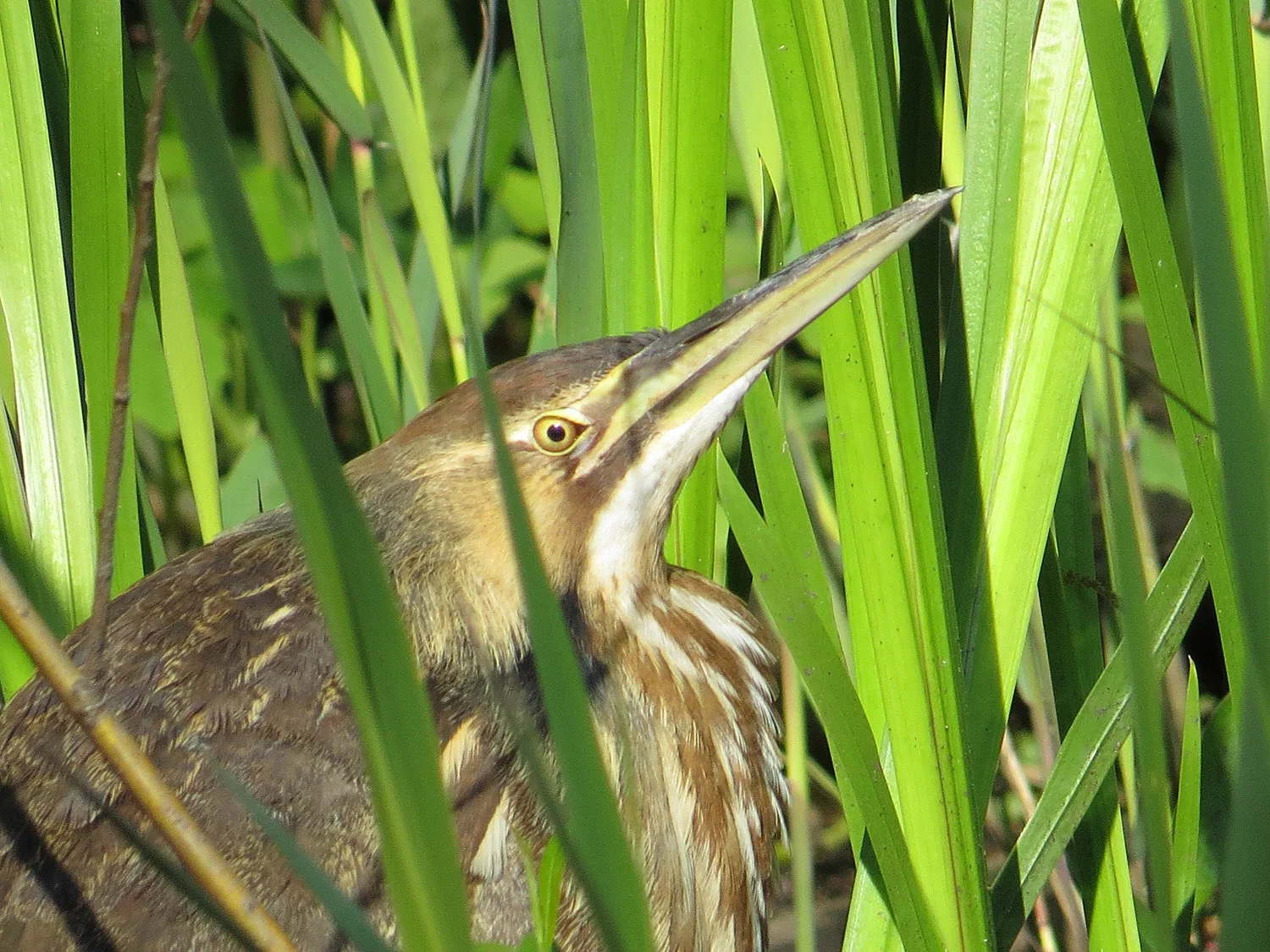 An American bittern at the Oven, May 8, 2016