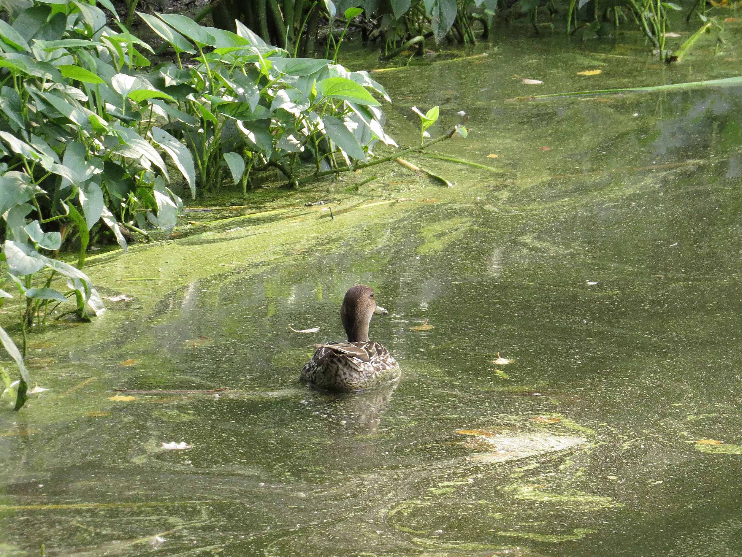 Female northern pintail at Turtle Pond, Sept. 21, 2016