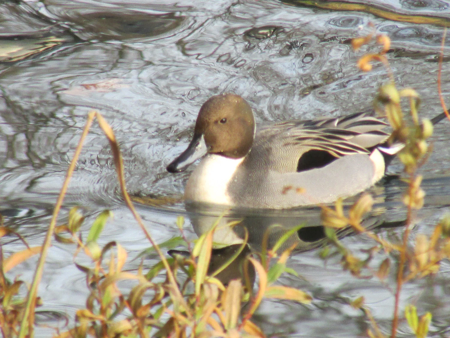 Male northern pintail at the Reservoir, Nov. 30, 2013