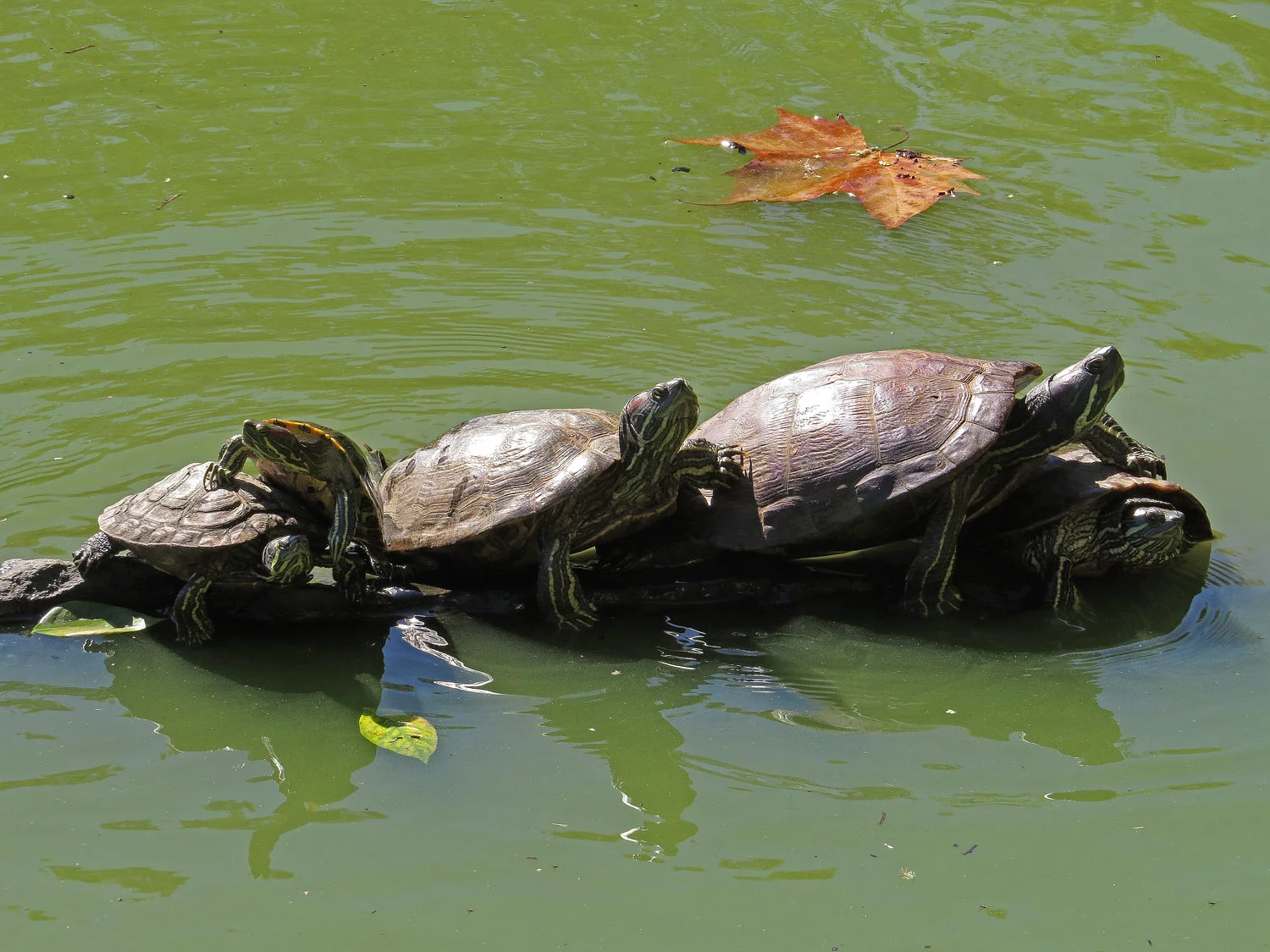 Red-eared sliders at the Lake, Central Park, Sept. 24, 2016
