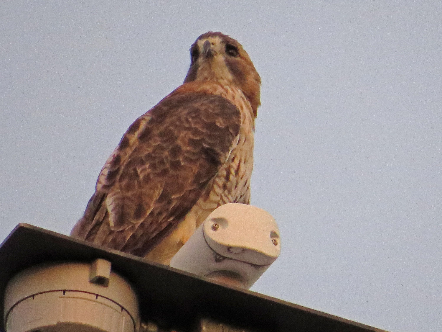 Hawk 1500 9-23-2016 121P.jpg