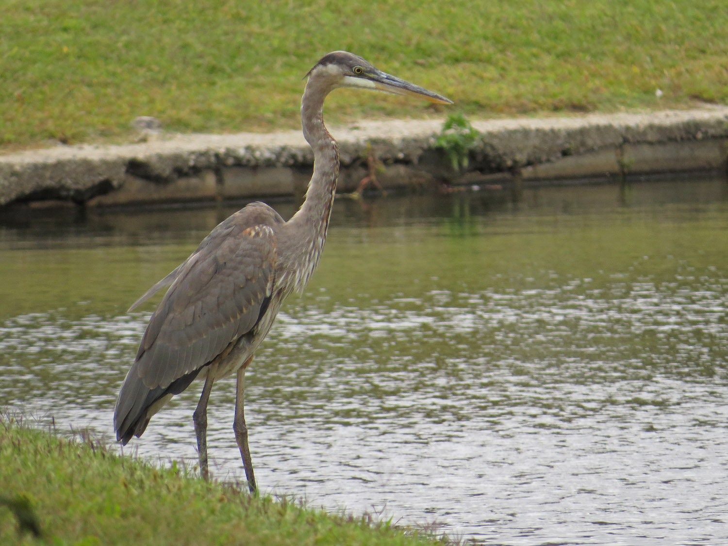 GBH 1500 9-28-2016 038PP.jpg