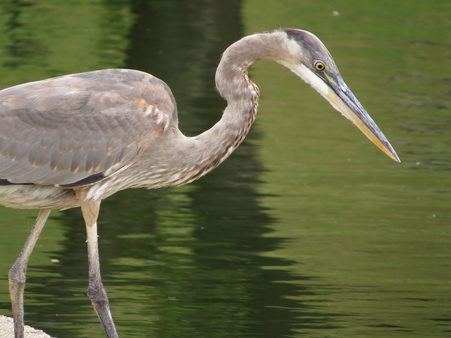 GBH 1500 9-28-2016 075P.jpg