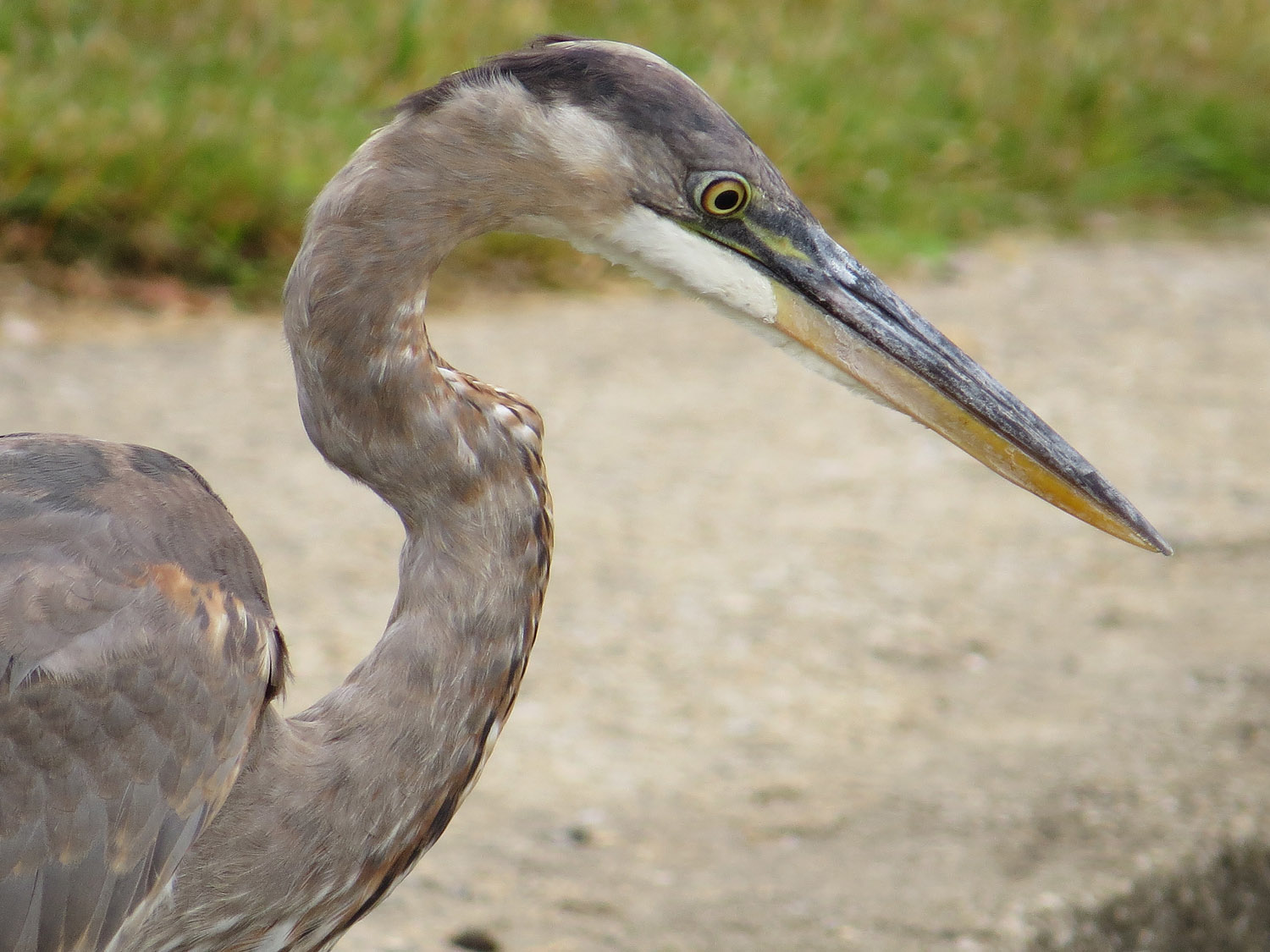 GBH 1500 9-28-2016 090PP.jpg