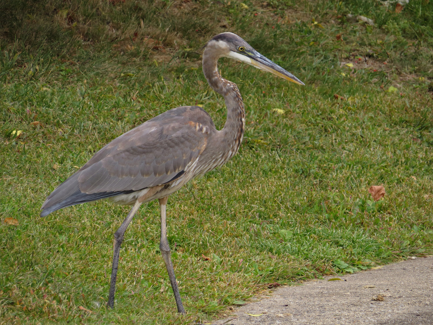 GBH 1500 9-28-2016 100PP.jpg