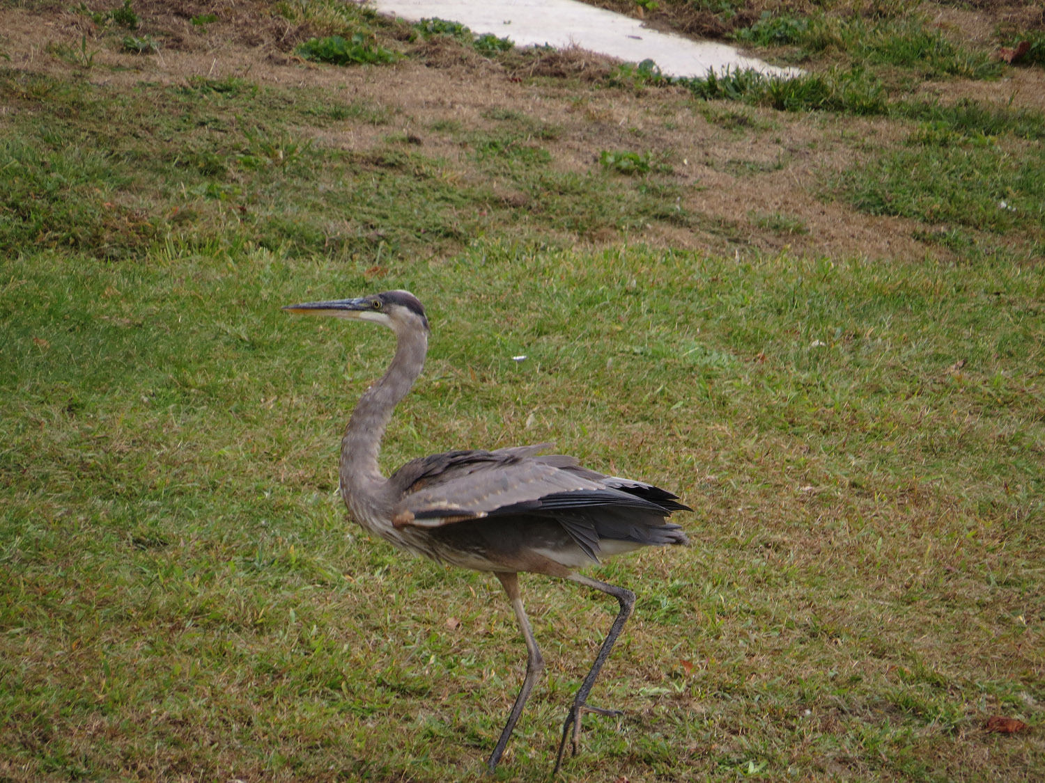 GBH 1500 9-28-2016 108PP.jpg