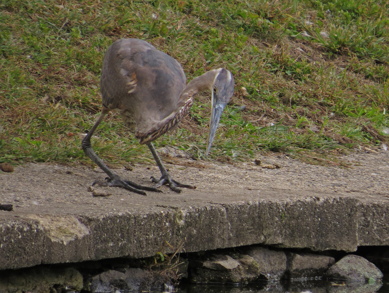 GBH 1500 9-28-2016 111P.jpg