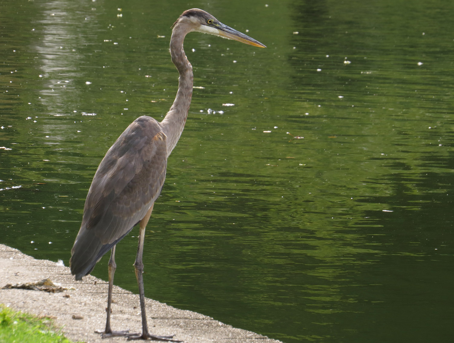 GBH 1500 9-28-2016 127PP.jpg