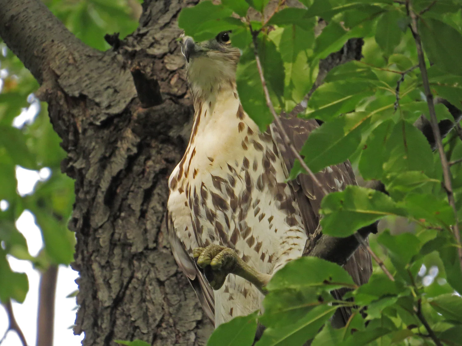 Young red-tailed hawk near Laupot Bridge, Oct. 3, 2016