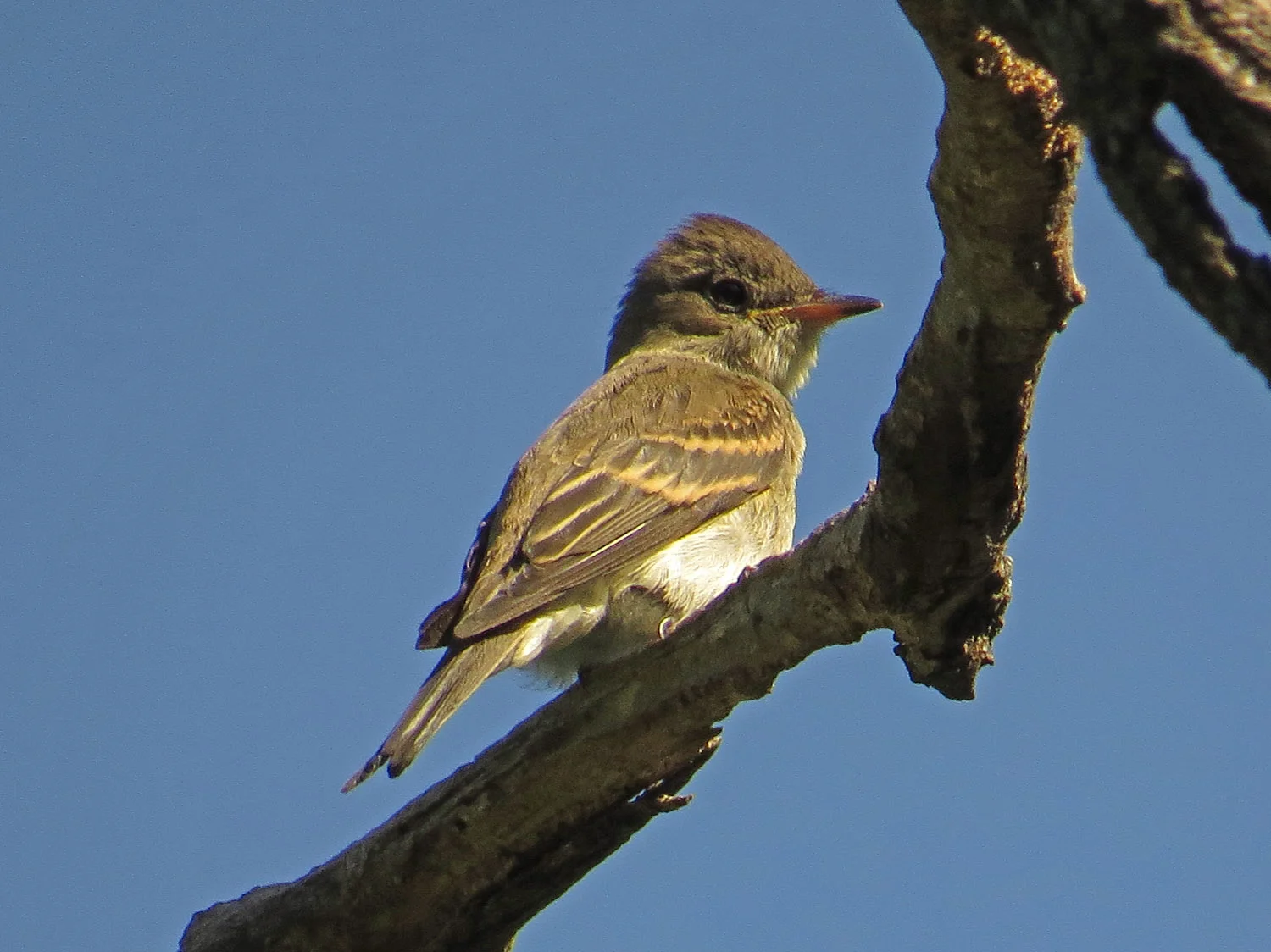 Eastern wood-pewee over Strawberry Field, Central Park, Oct. 6, 2016