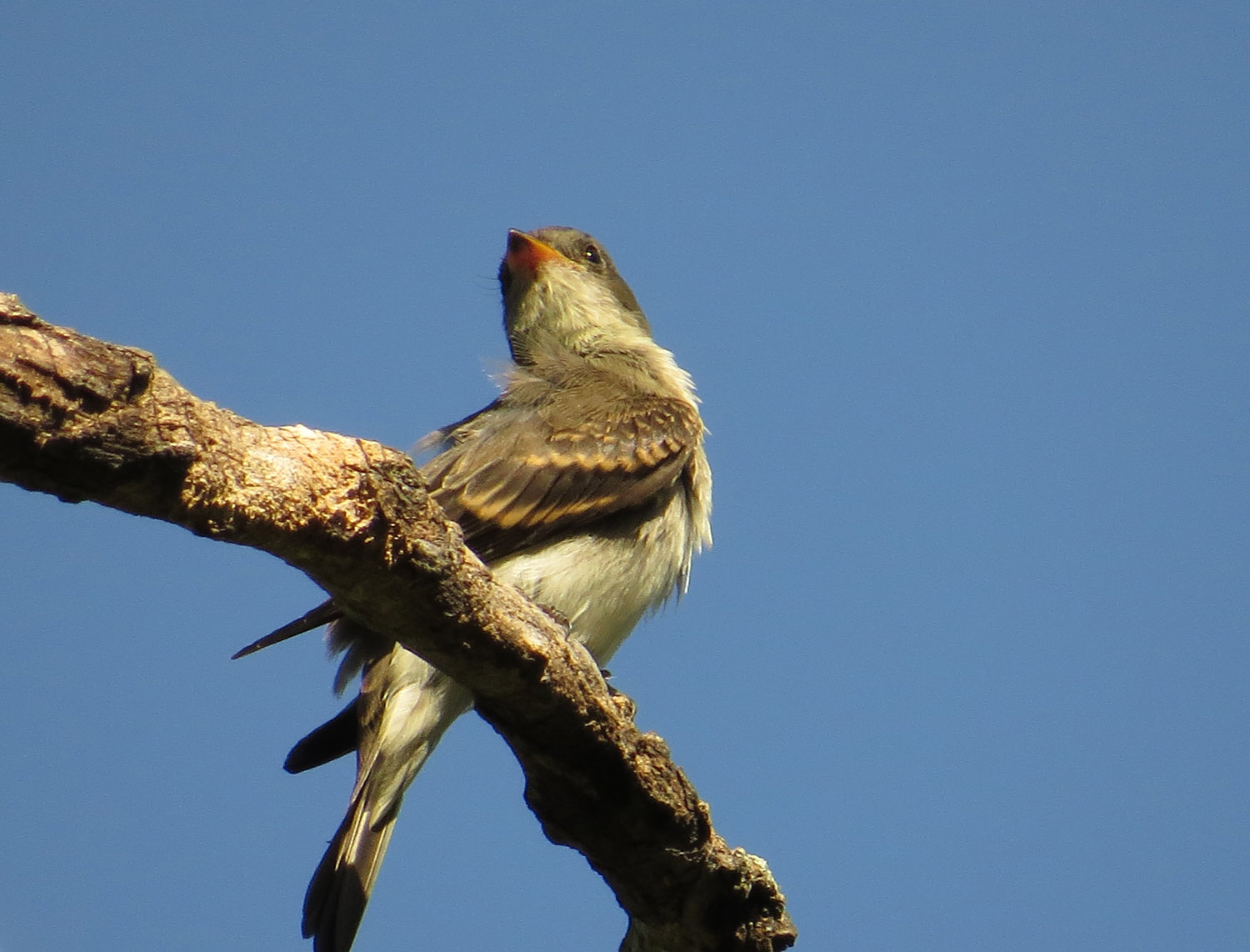 Pewee 1500 10-6-2016 004P.jpg