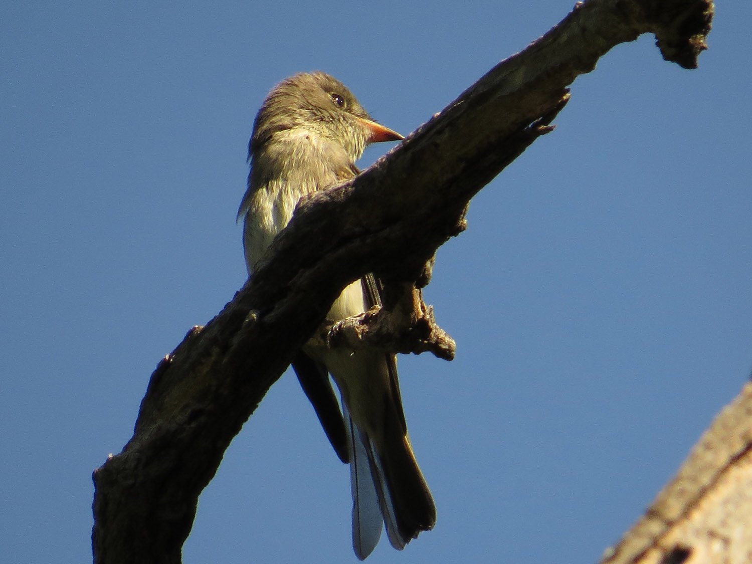 Pewee 1500 10-6-2016 010P.jpg