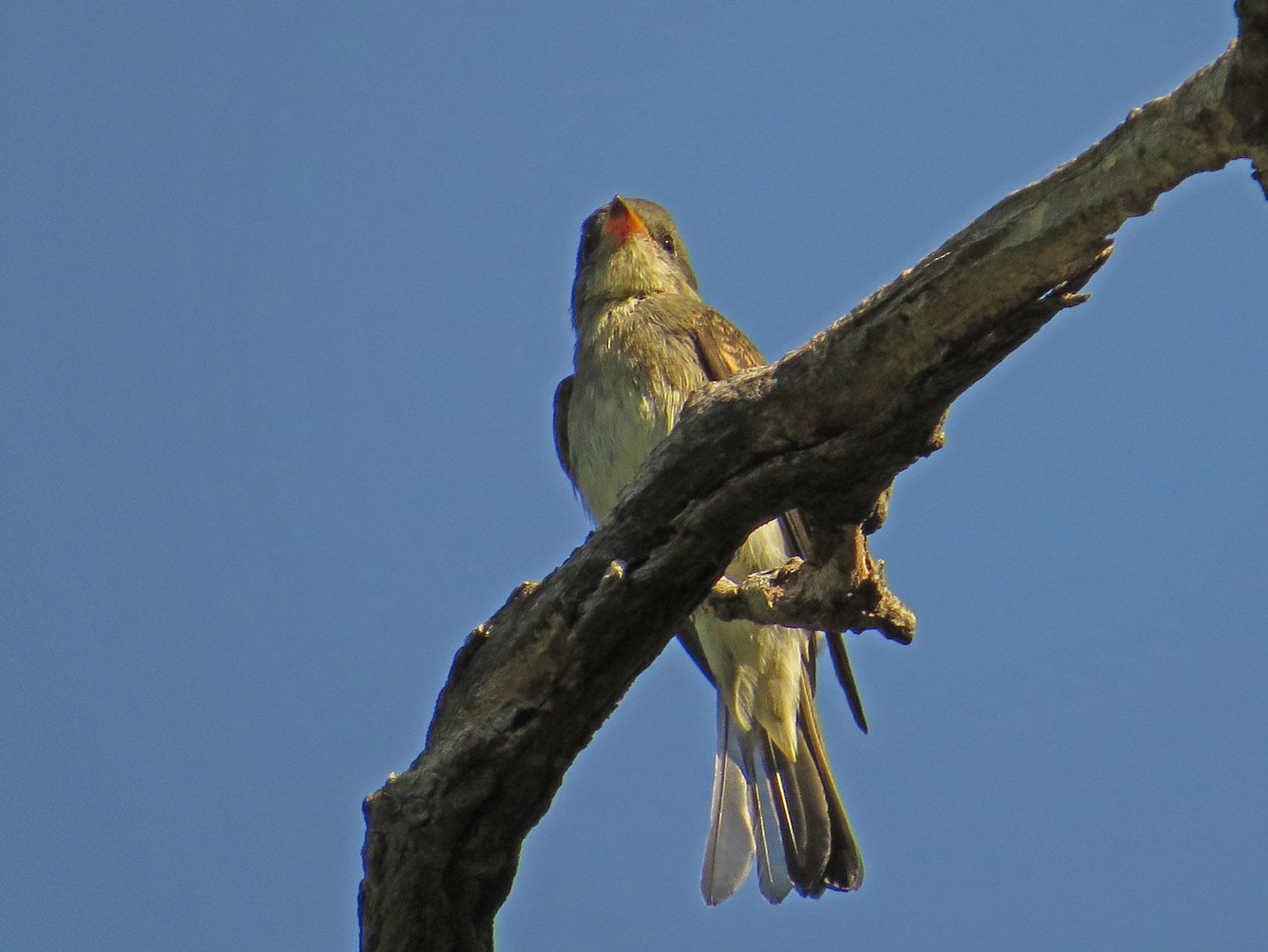 Pewee 1500 10-6-2016 015P.jpg