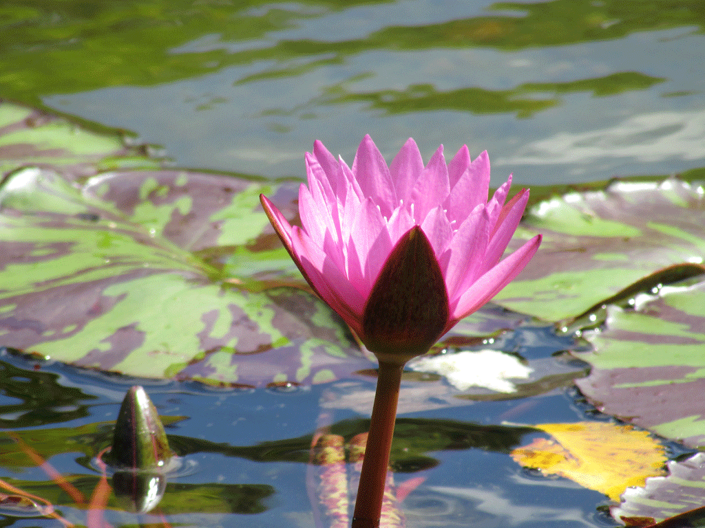 Water-Lily-8-14-2013-064.gif