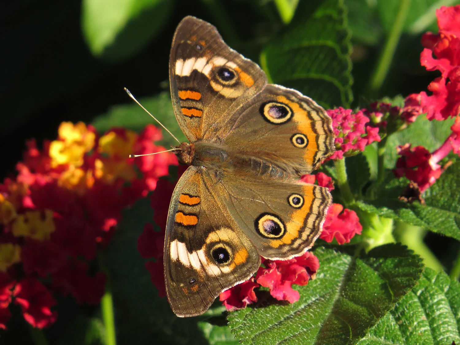Common buckeye, Conservatory Garden, Oct. 7, 2016