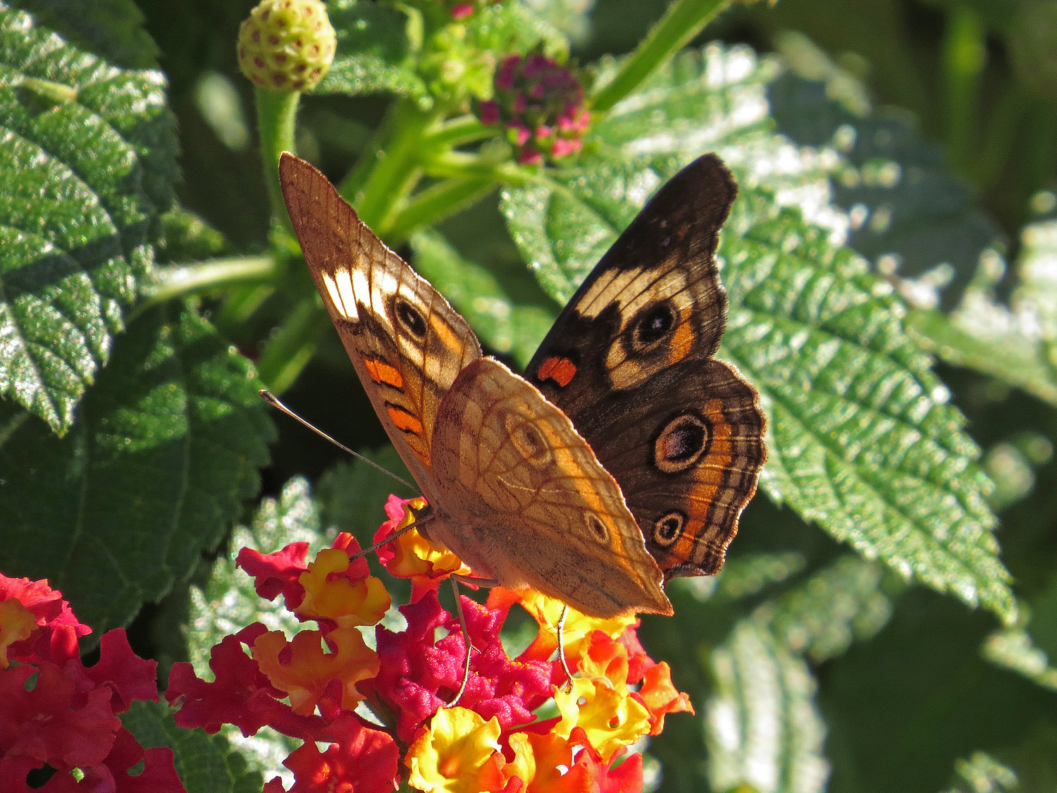 Buckeye 1500 10-7-2016 110P.jpg