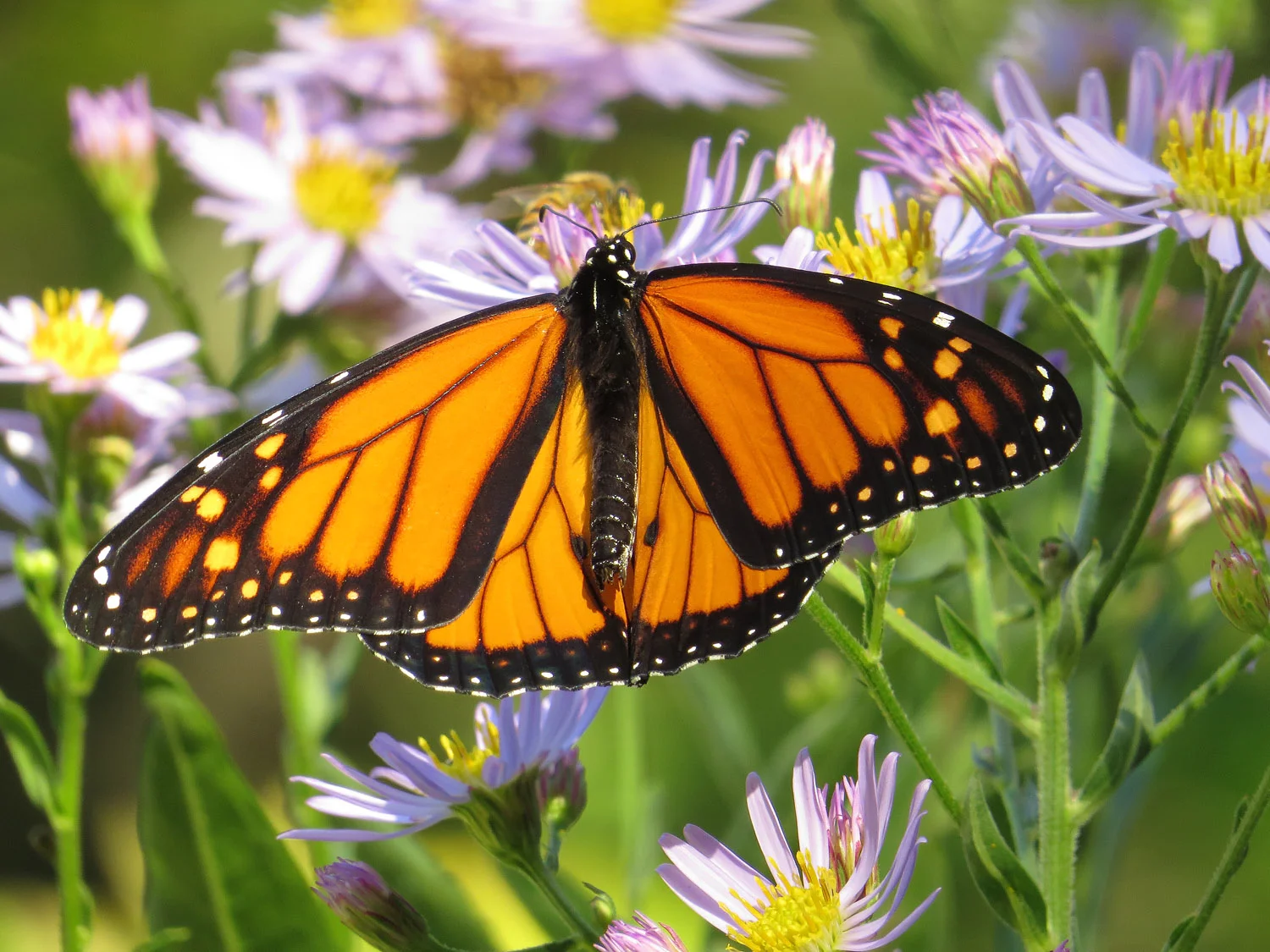 Monarch butterfly (Danaus plexippus), Shakespeare Garden, Oct. 12, 2016