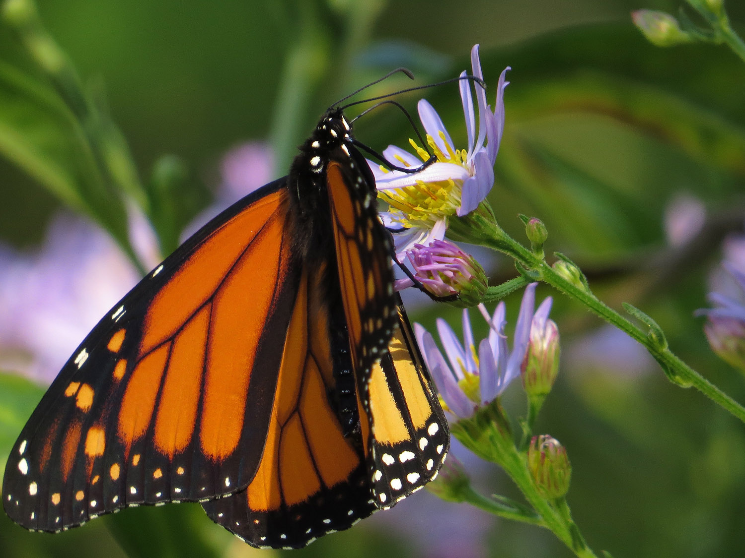 Monarch 1500 10-12-2016 044P.jpg