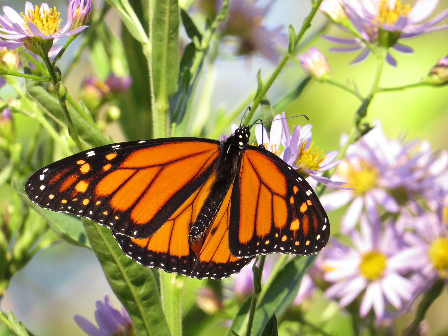 Monarch 1500 10-12-2016 071P.jpg