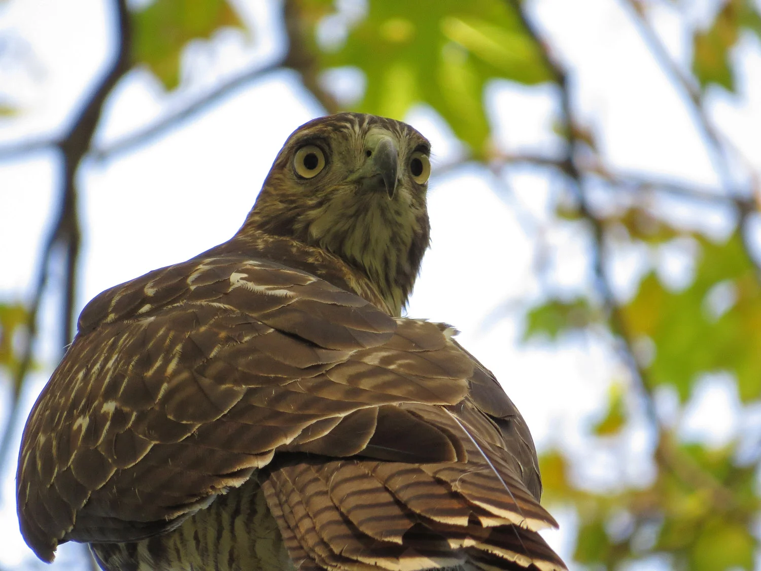 Juvenile red-tailed hawk near Strawberry Fields, Oct. 12, 2016