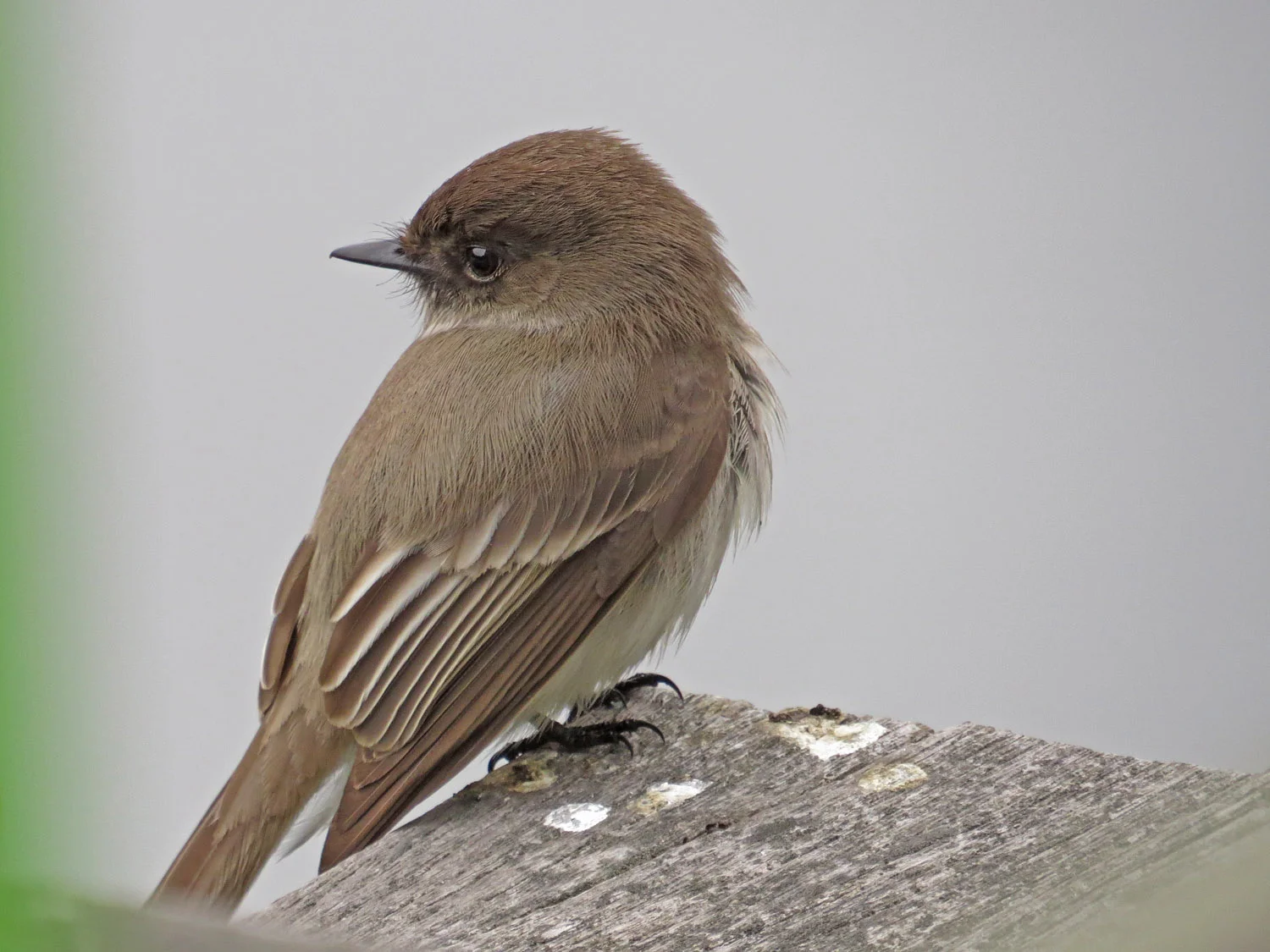 Eastern phoebe, March 31, 2015