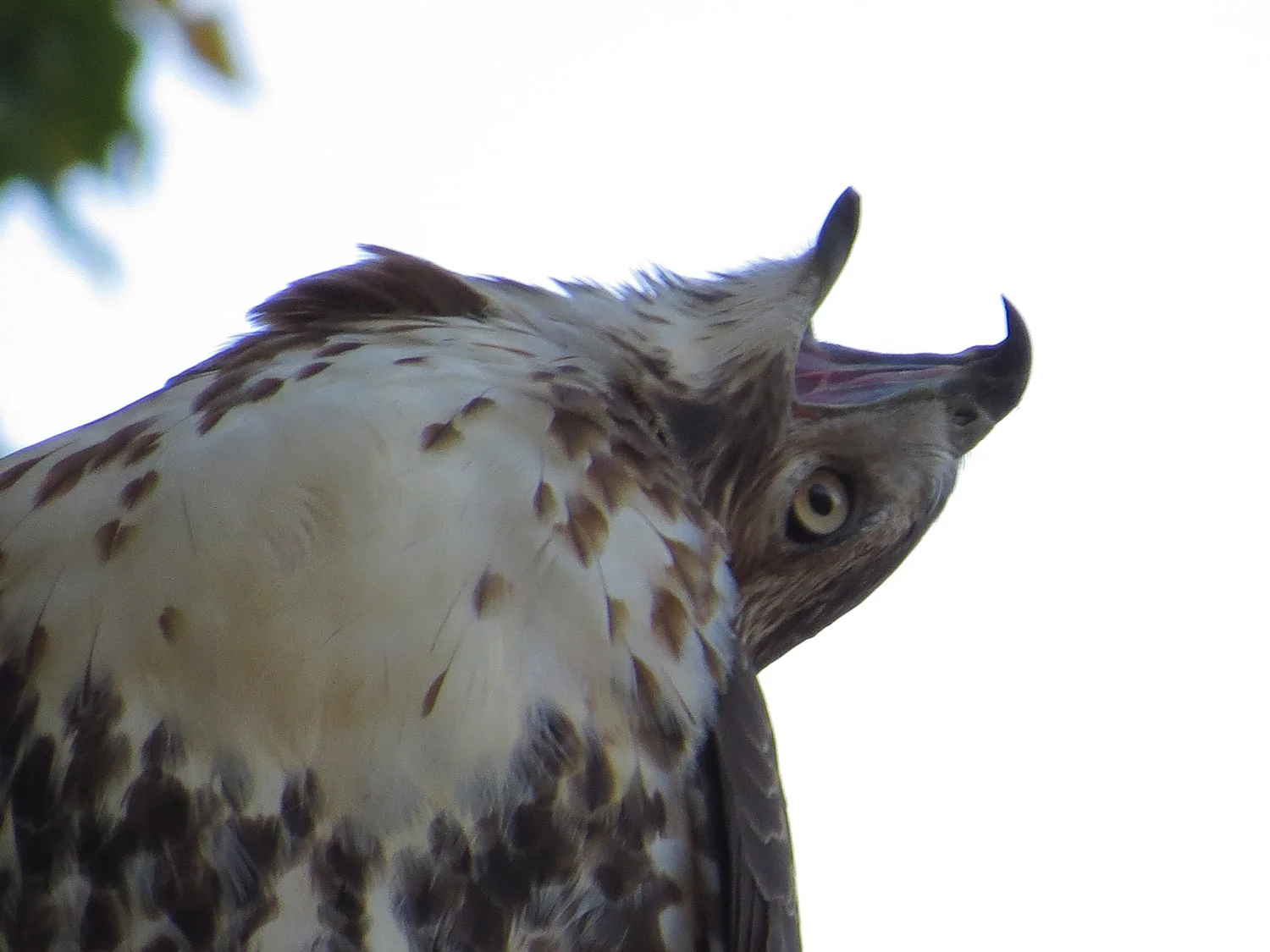 First-year hawk, over Terrace Drive north of the Bandshell, Oct. 23, 2016