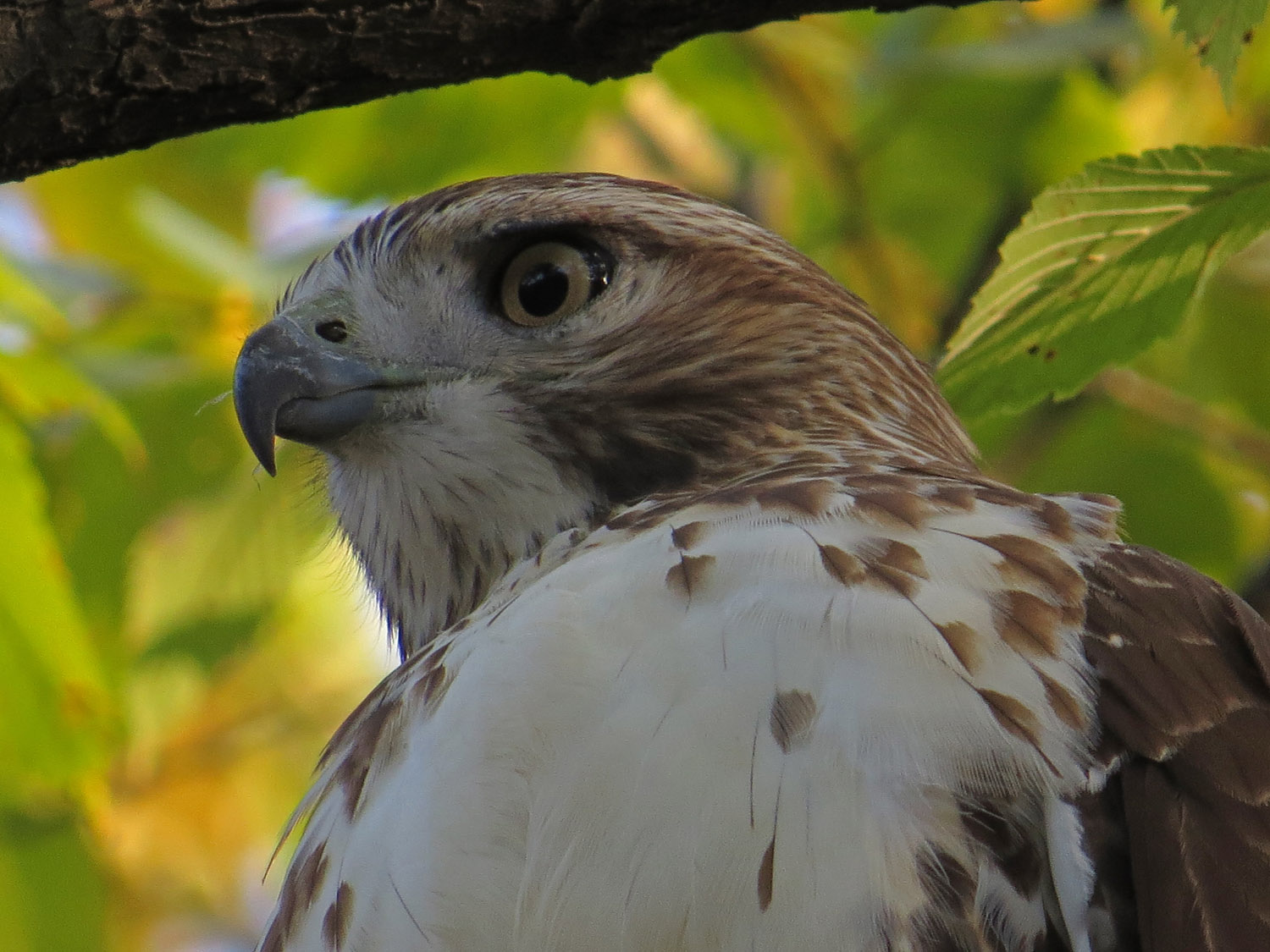 Hawk 1500 10-23-2016 031P.jpg