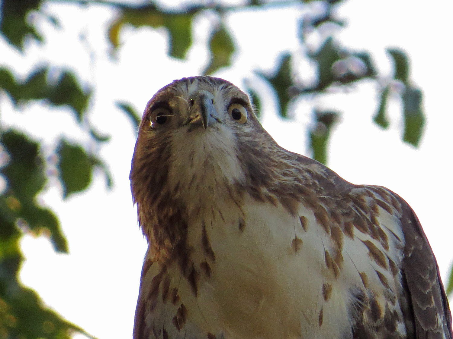 Hawk 1500 10-23-2016 052P.jpg