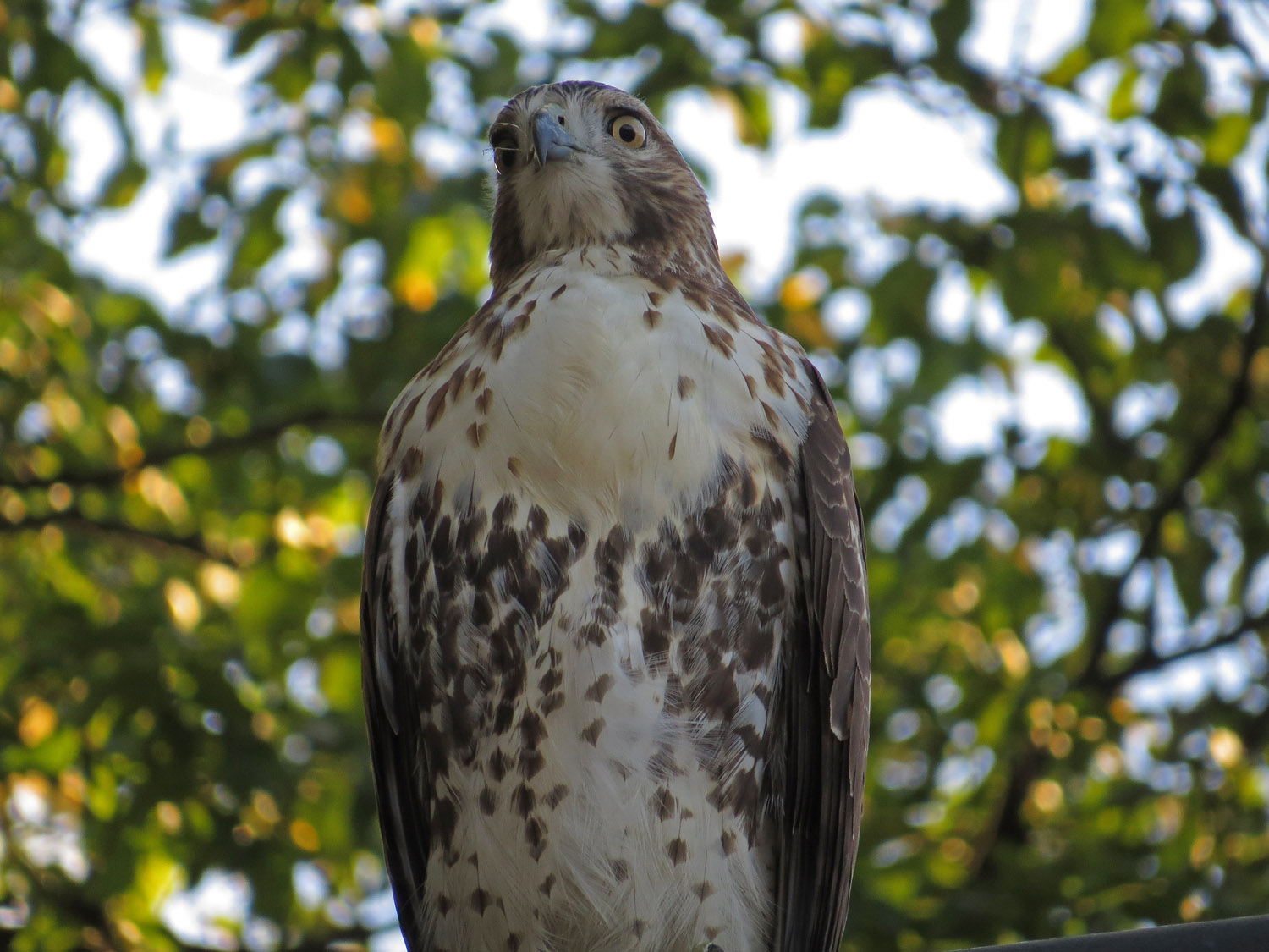 Hawk 1500 10-23-2016 081P.jpg