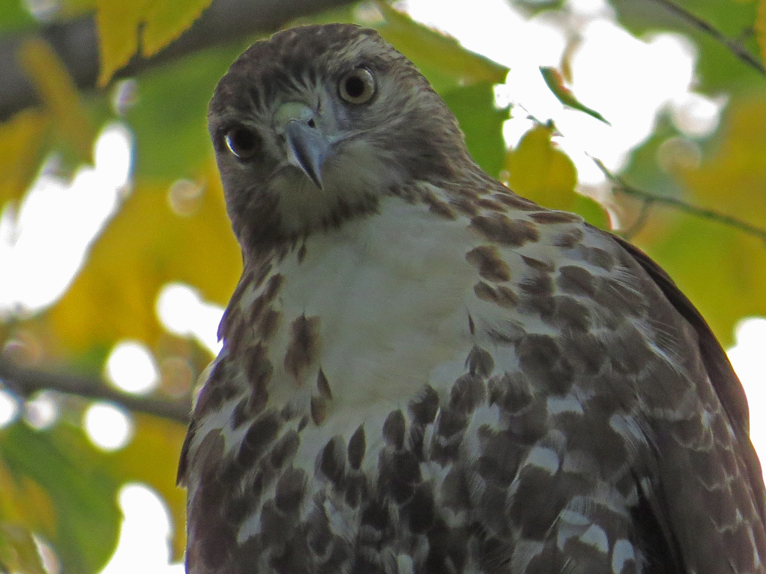 Hawk 1500 10-23-2016 111P.jpg