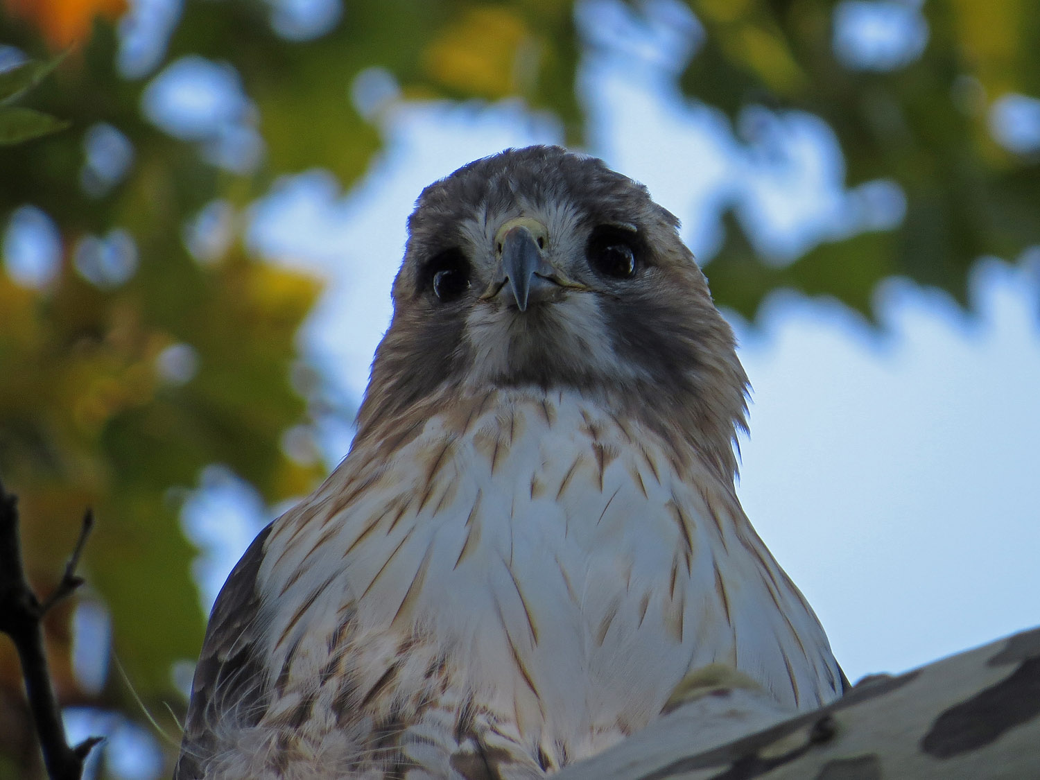 Pale Male 1500 10-10-2016 100P.jpg