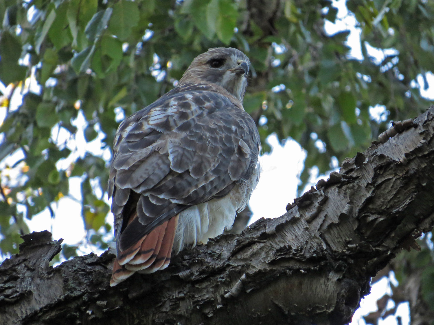 Pale Male 1500 10-10-2016 152P.jpg