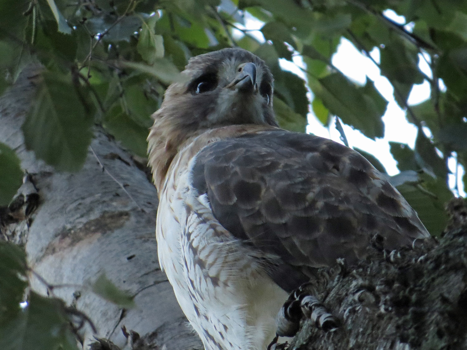 Pale Male 1500 10-10-2016 180P.jpg