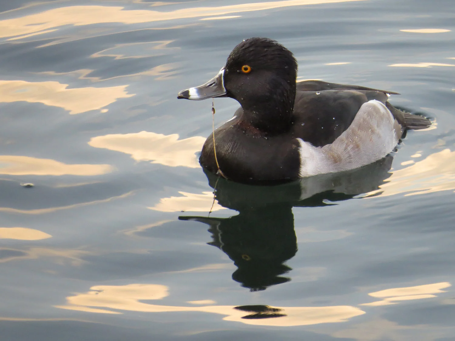 Ring-necked duck, November 20, 2014, at the Reservoir