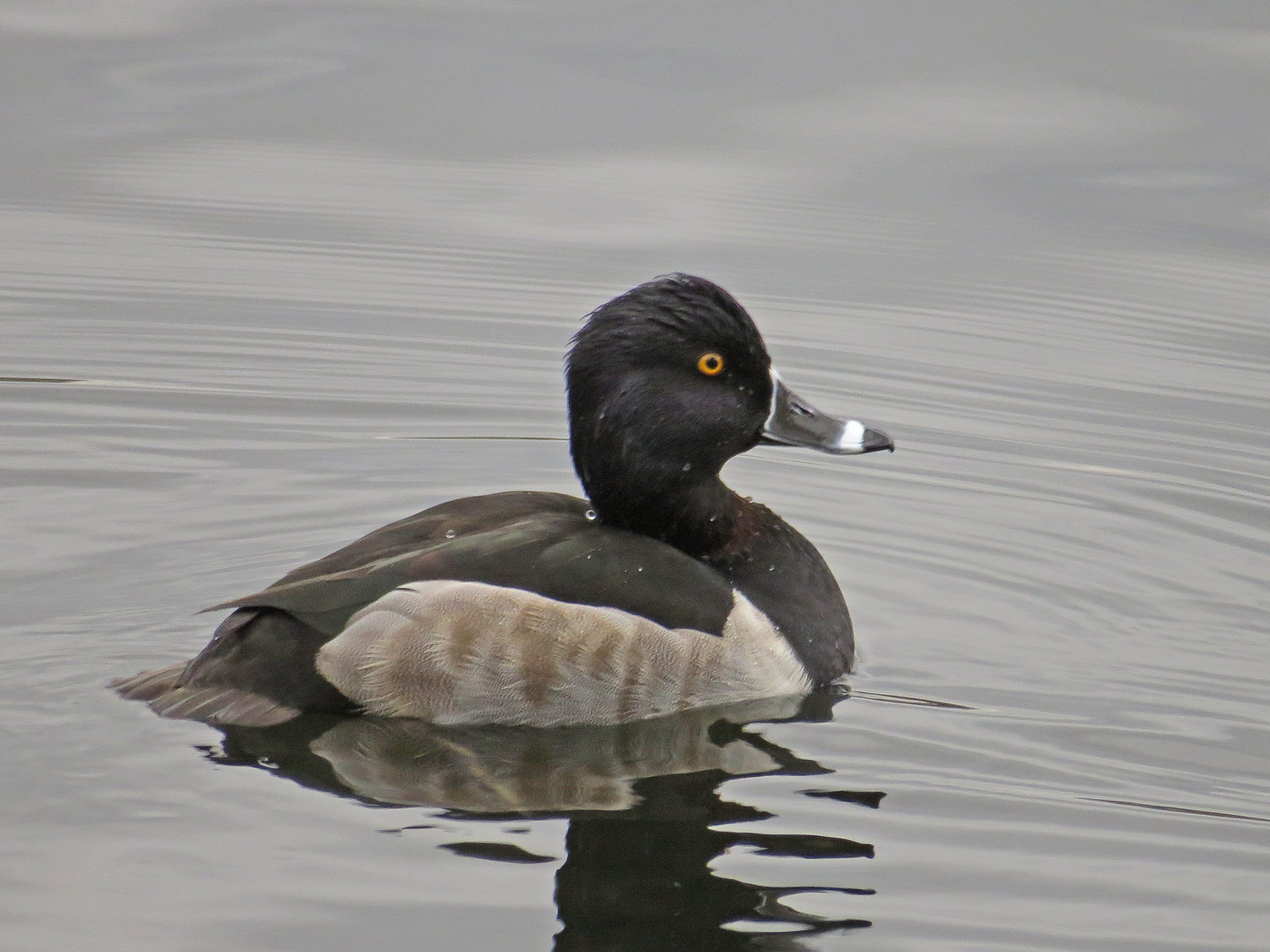 Ring-Necked 1500 11-12-2015 158 TWP.jpg