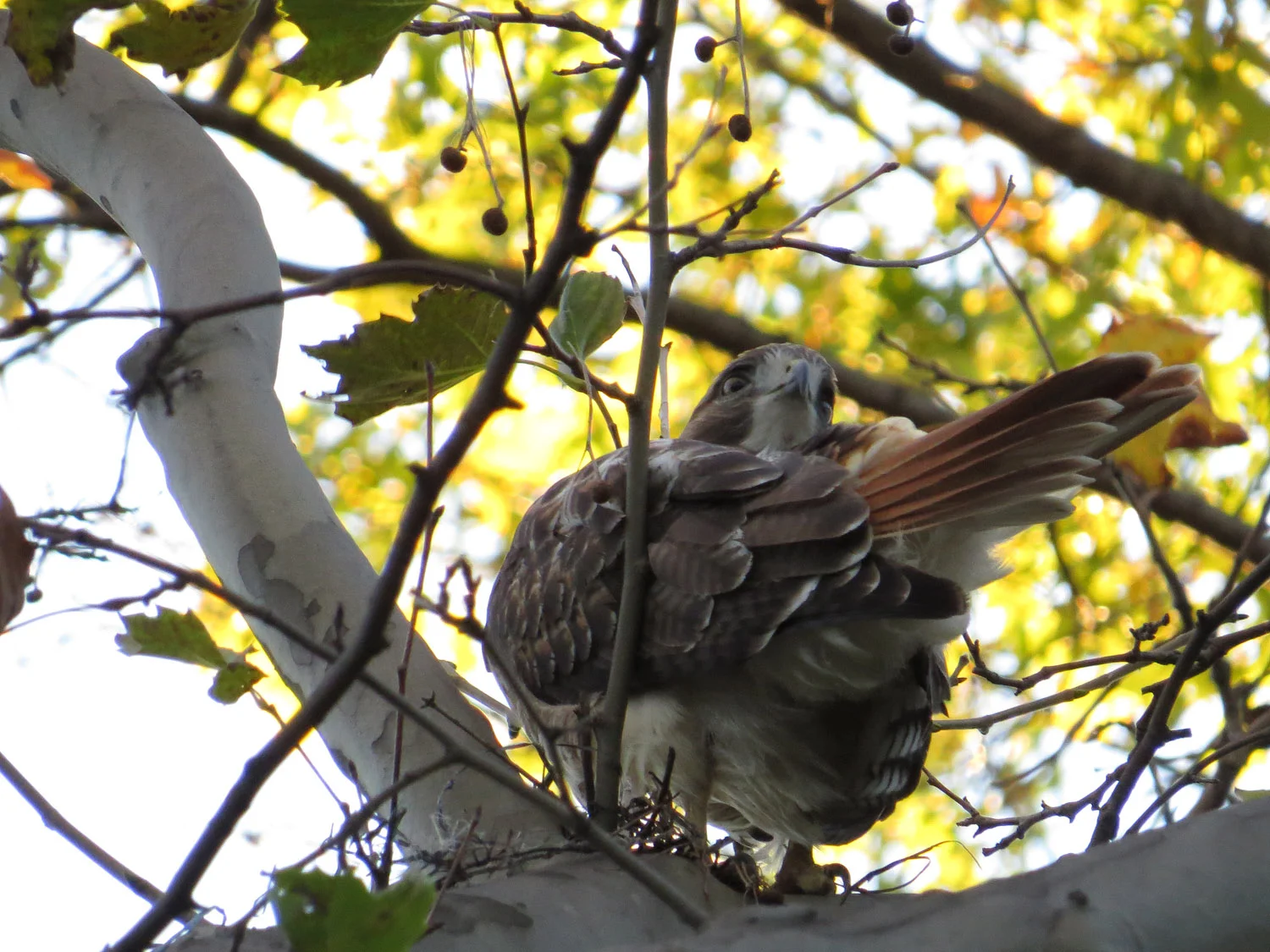 A visiting young adult red-tailed hawk near Bethesda Fountain, Oct. 28, 2016