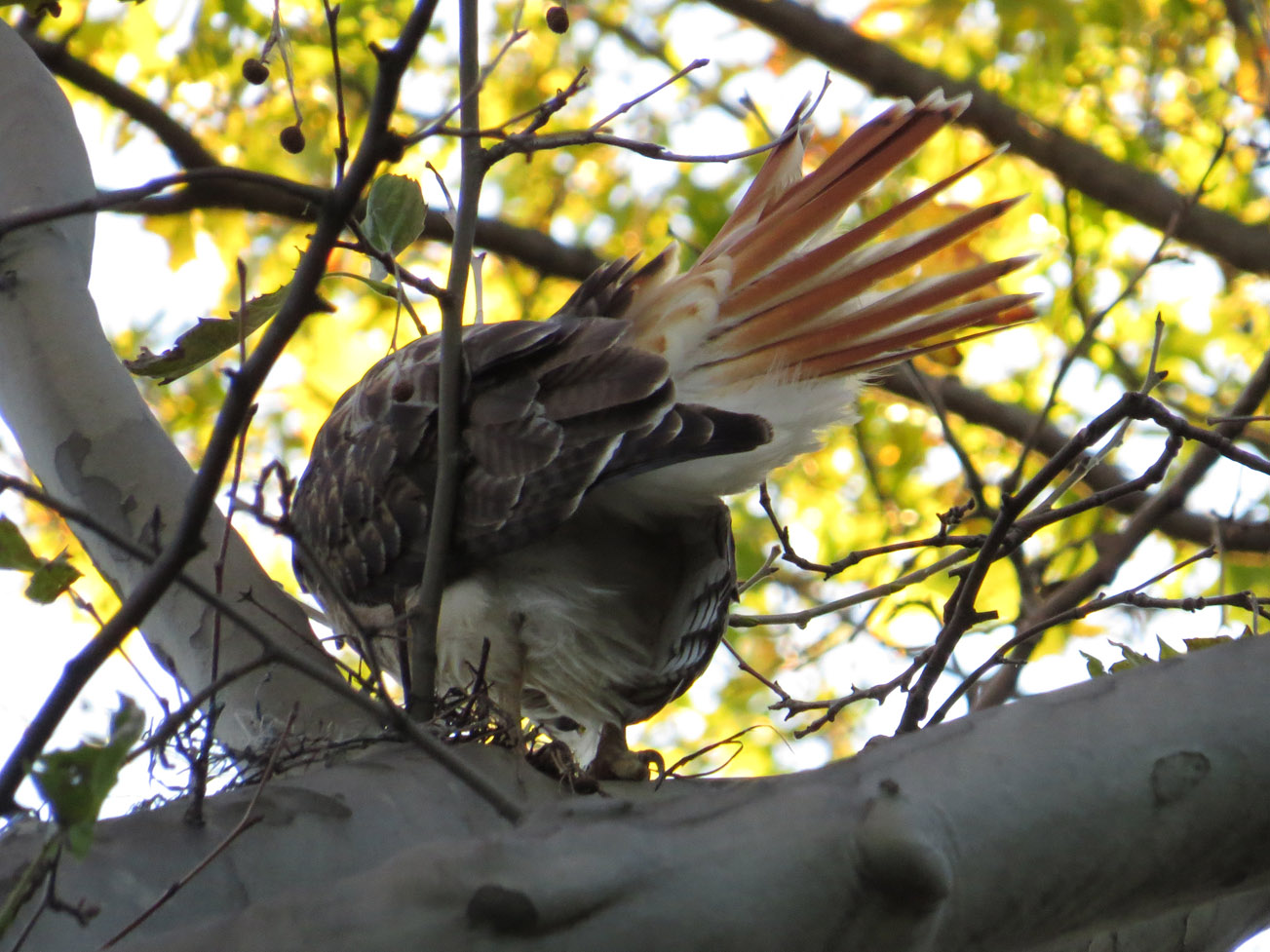 Hawk 1500 10-28-2016 010P.jpg