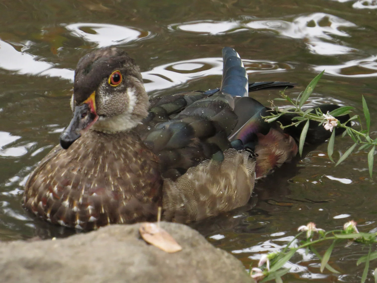 Junior at the Pond, Oct. 21, 2016