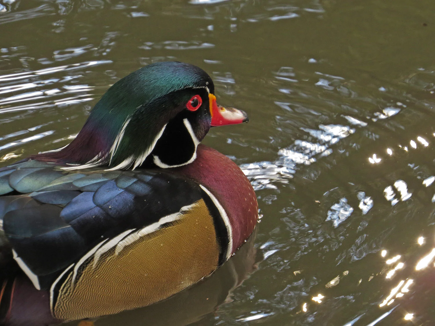 Woody, Oct. 24, 2016, at the Pond