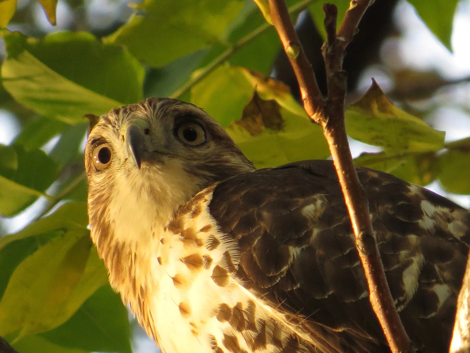 First-year red-tailed hawk near Laupot Bridge, Nov. 2, 2016
